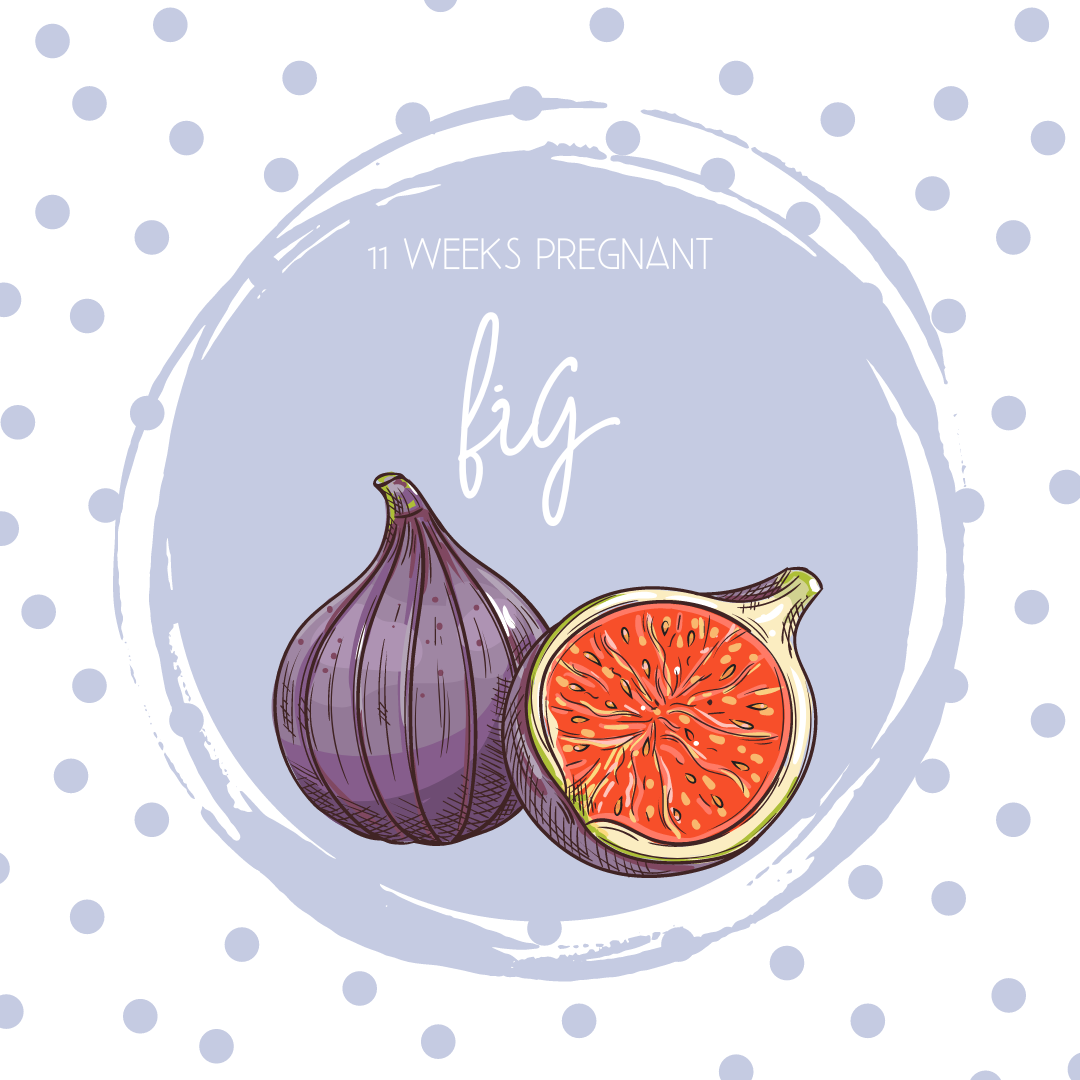 Pregnancy Tracker: Week 11