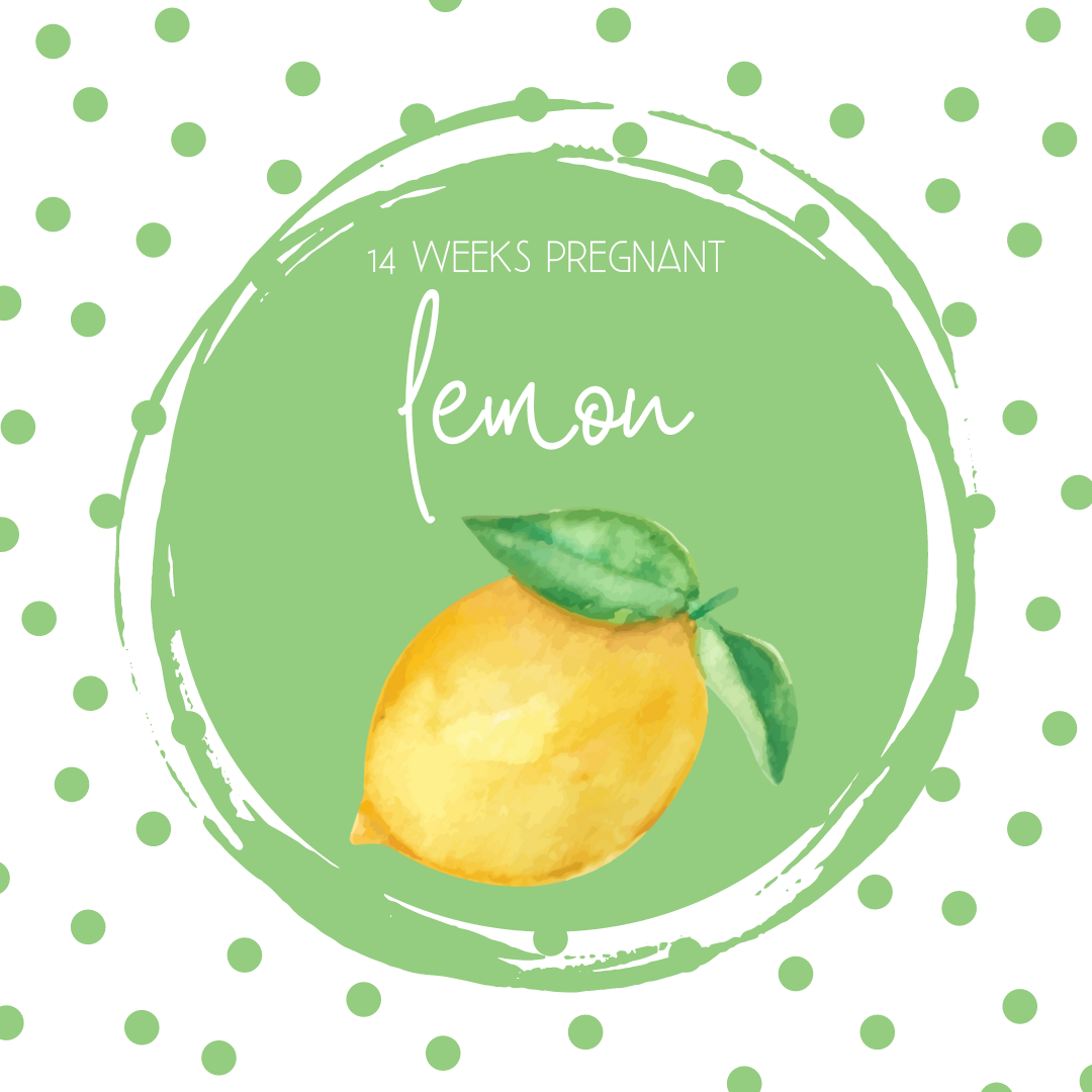 Pregnancy Tracker: Week 14