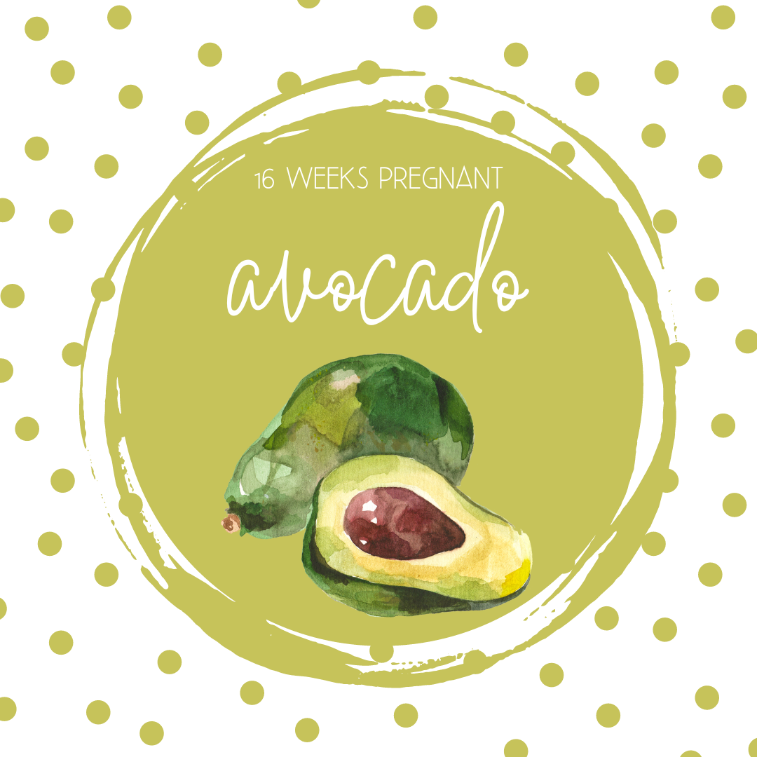 Pregnancy Tracker: Week 16