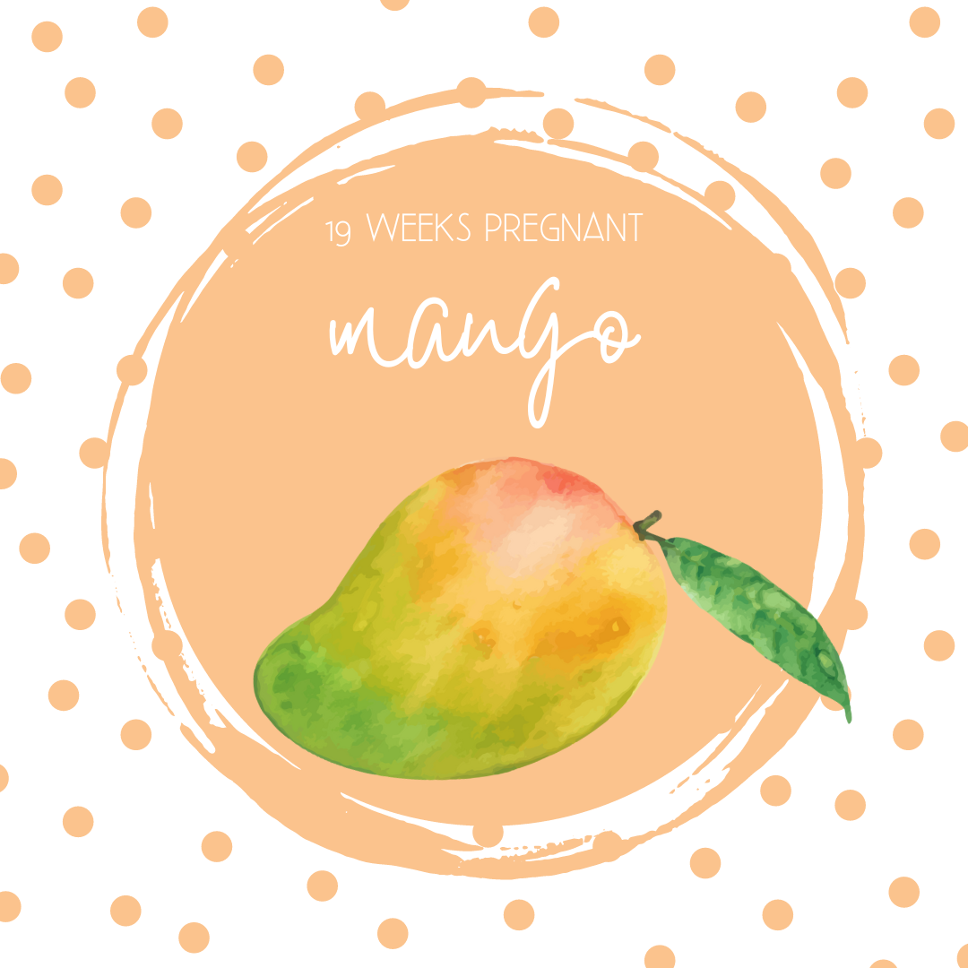 Pregnancy Tracker: Week 19