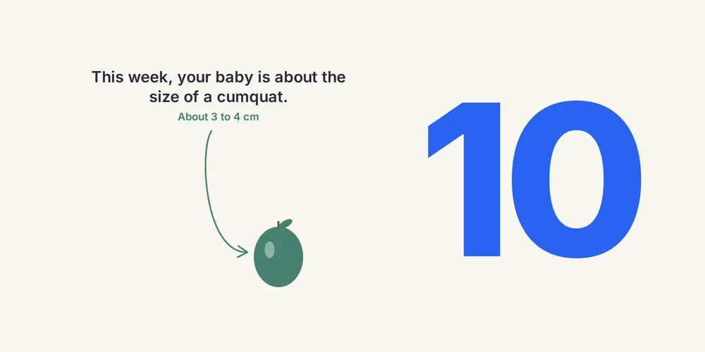 10 Weeks Pregnant: Embryo to Foetus, Screening Tests & Symptoms