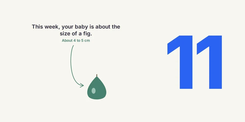 11 Weeks Pregnant: Baby's Growth, NT Scan & Symptoms