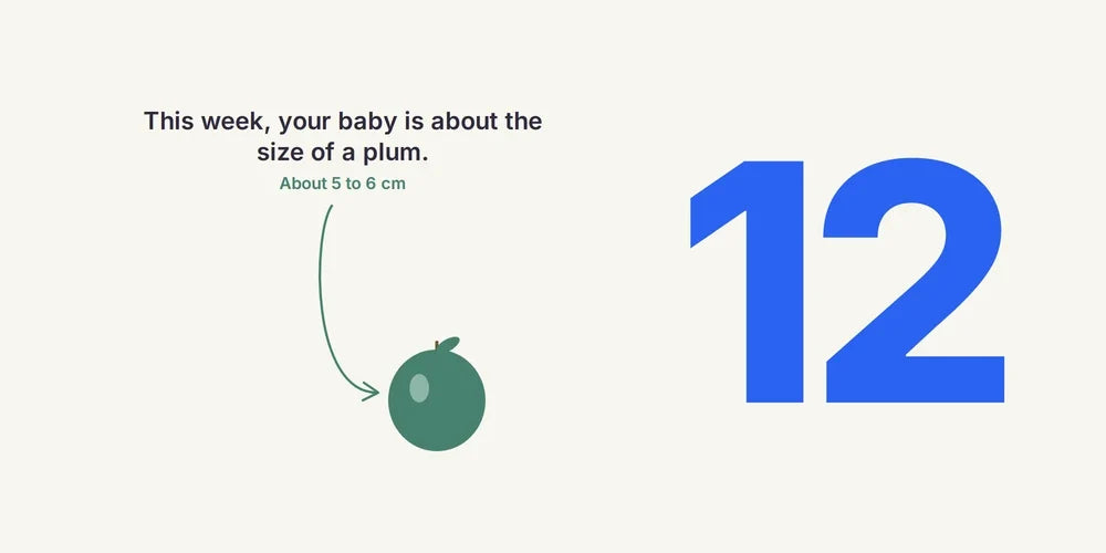12 Weeks Pregnant: Scan Results, Symptoms & What's Next