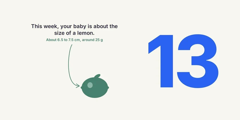 13 Weeks Pregnant: End of the First Trimester & Parental Leave