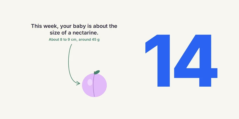 14 Weeks Pregnant: Second Trimester, Weight Gain & Symptoms