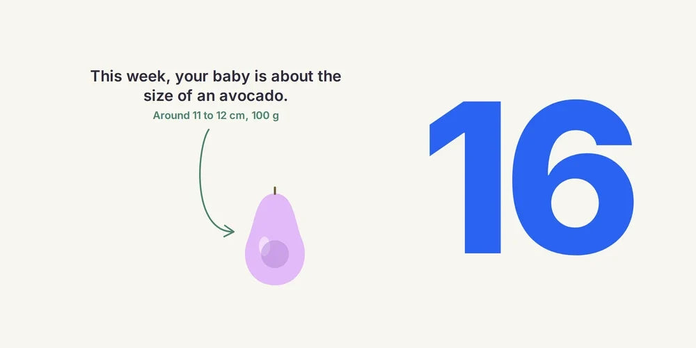 16 Weeks Pregnant: First Movements, Check-Up & Symptoms