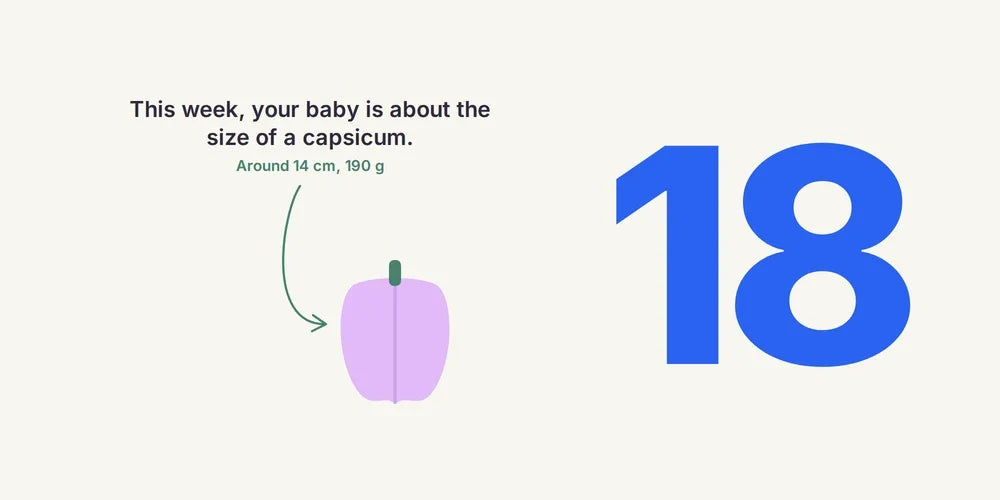 18 Weeks Pregnant: Morphology Scan, First Flutters & Symptoms