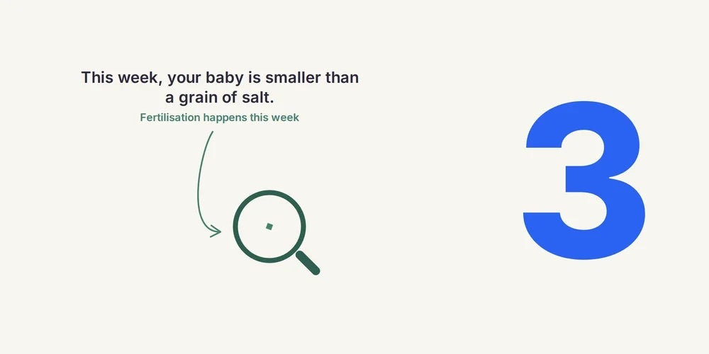 3 Weeks Pregnant: Fertilisation, Implantation & Early Signs