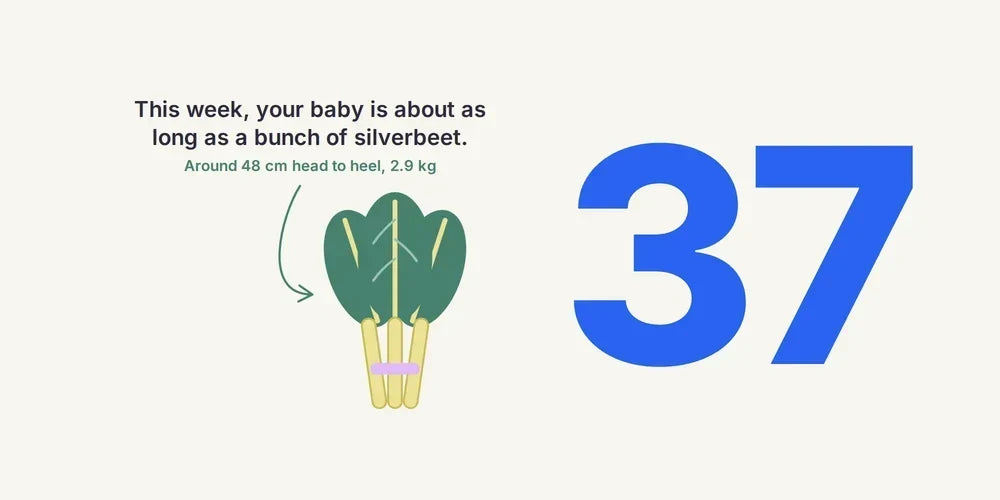 37 Weeks Pregnant: Early Term, Signs of Labour & When to Call