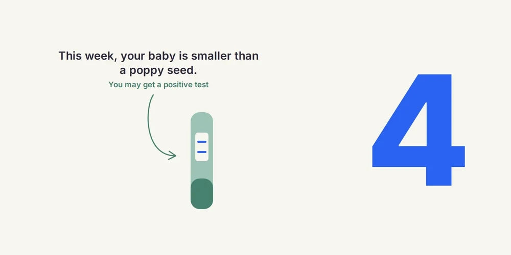 4 Weeks Pregnant: Positive Test, Symptoms & Next Steps