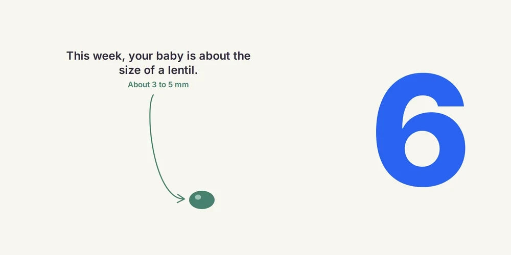 6 Weeks Pregnant: Heartbeat, Symptoms & Baby's Development