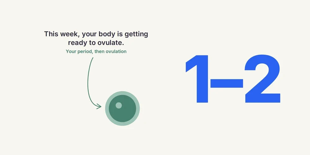 1 & 2 Weeks Pregnant: Ovulation, Conception & Your Due Date