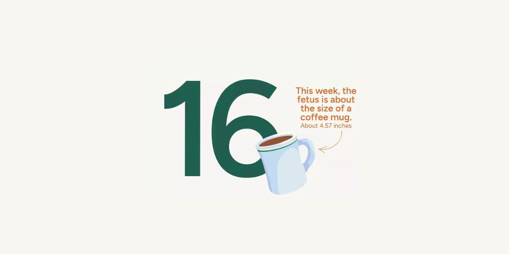 Pregnancy Week by Week: Week 16