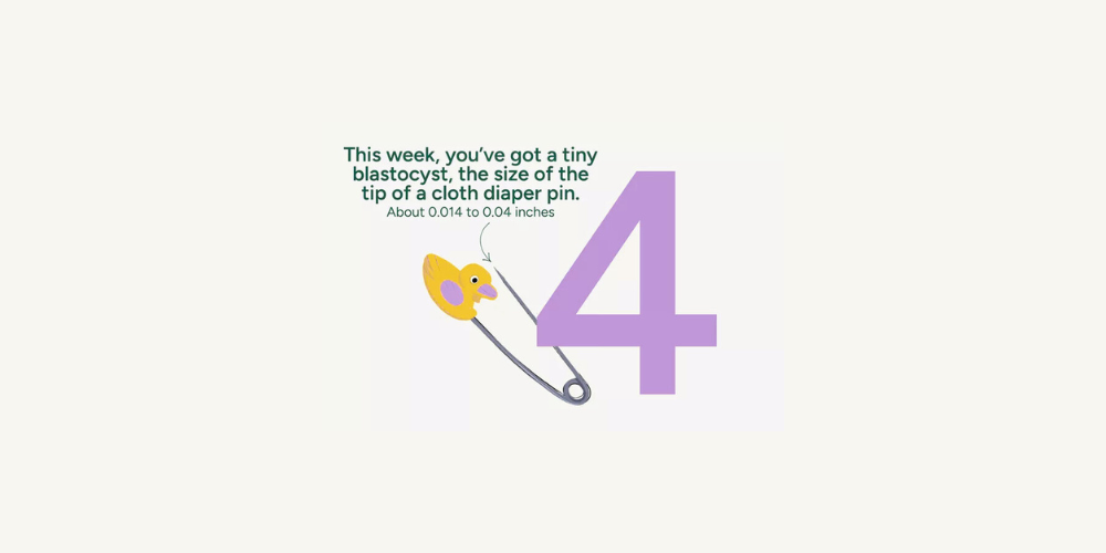 Pregnancy Week by Week: Week 4