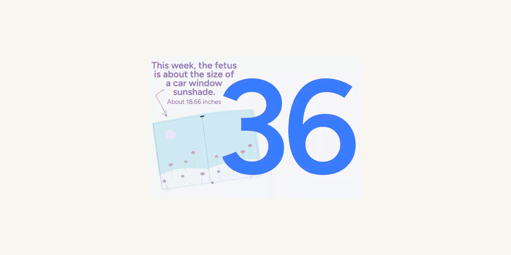 Pregnancy Week by Week: Week 36