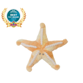 Plush Toy - Sunny the Starfish
