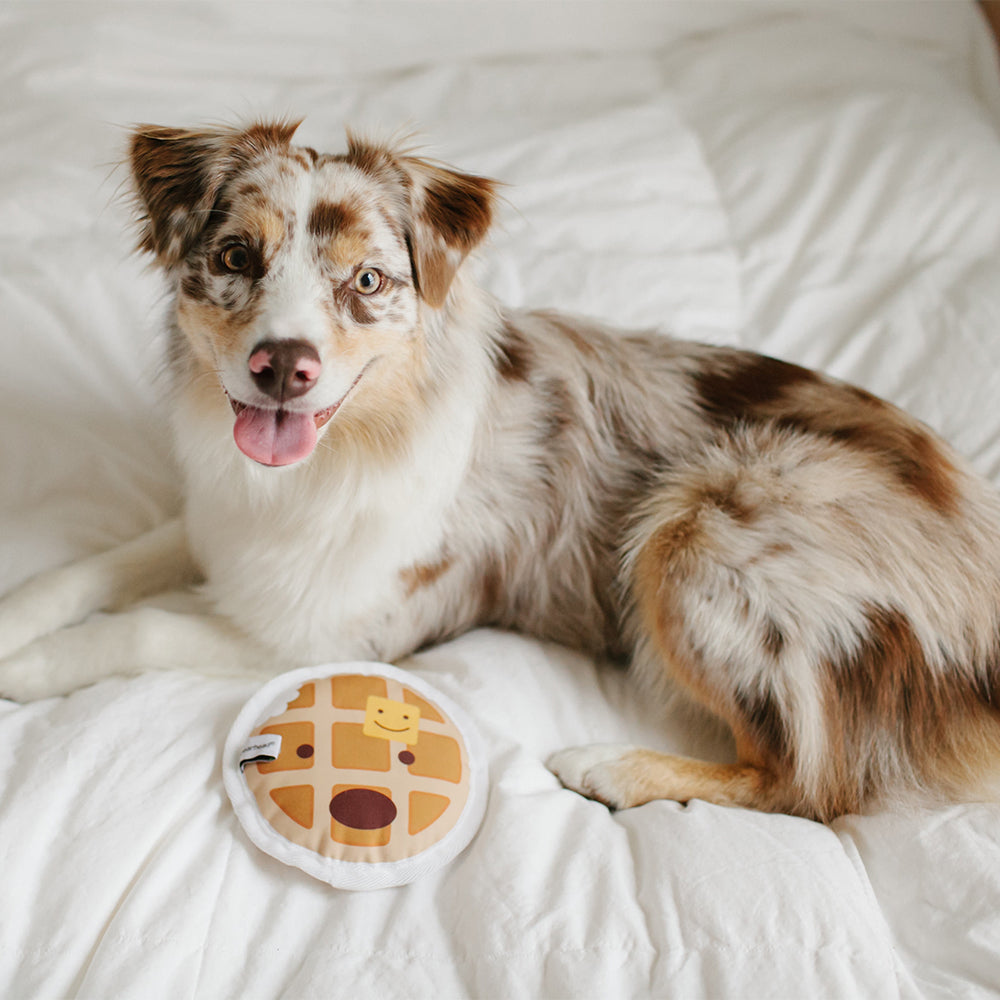 Pet Brunch Squad Owner & Pet Gift Set